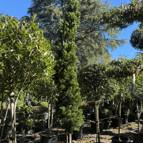 Juniperus Kaizuka – Column