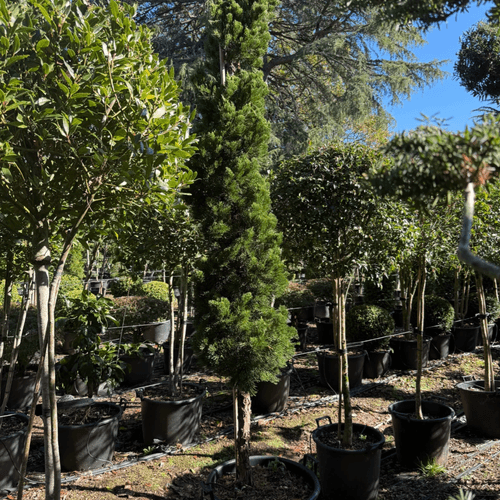 Juniperus Kaizuka – Column