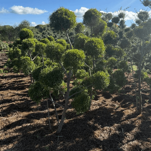 Podocarpus Gracilior – Clouds