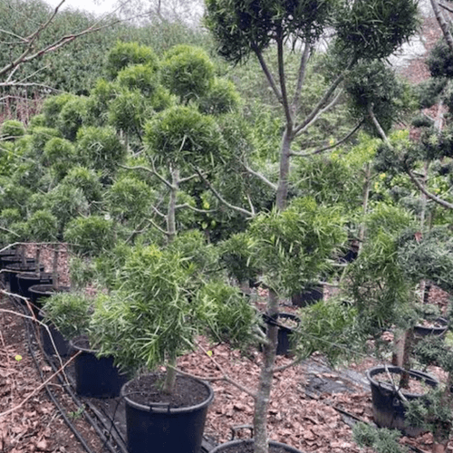 Podocarpus Gracilior – Clouds