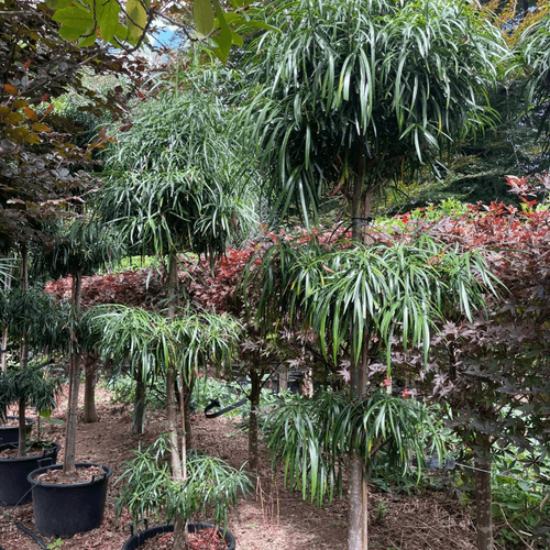 Podocarpus Henkelii – Layered