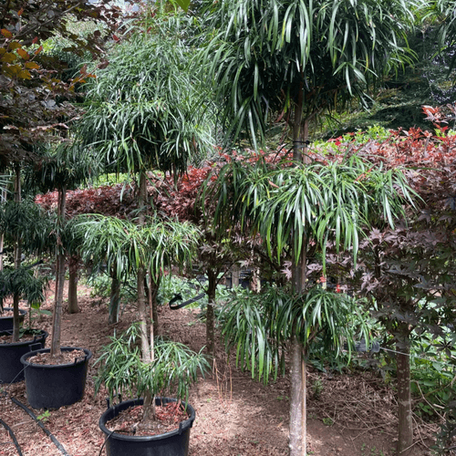 Podocarpus Henkelii – Layered