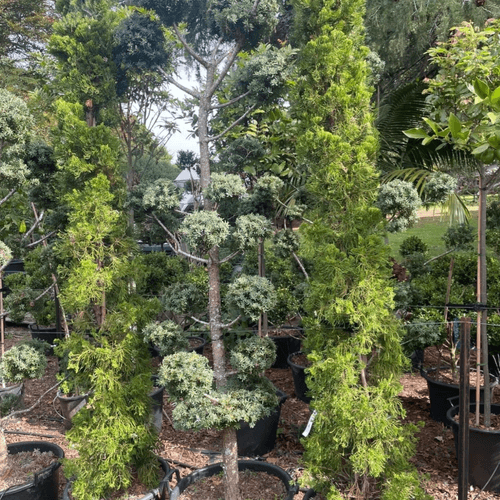 Podocarpus Matapouri Blue – Clouds