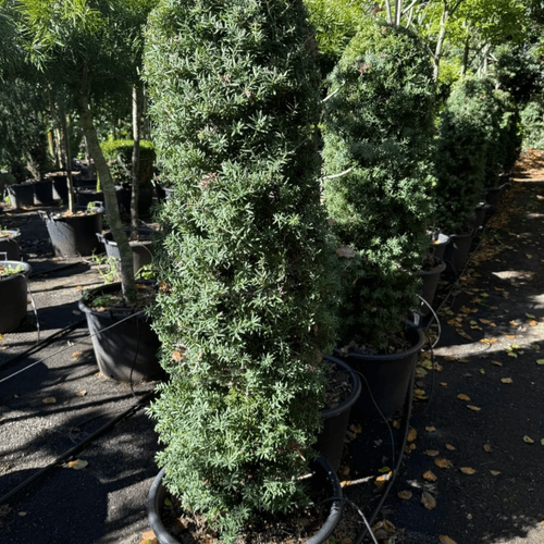 Podocarpus Matapouri Blue – Column