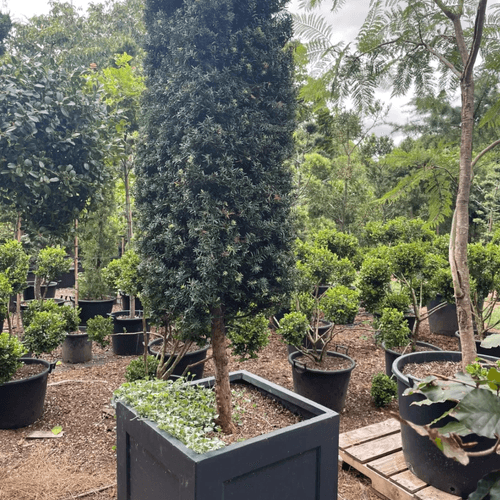 Podocarpus Matapouri Blue w/ Pot