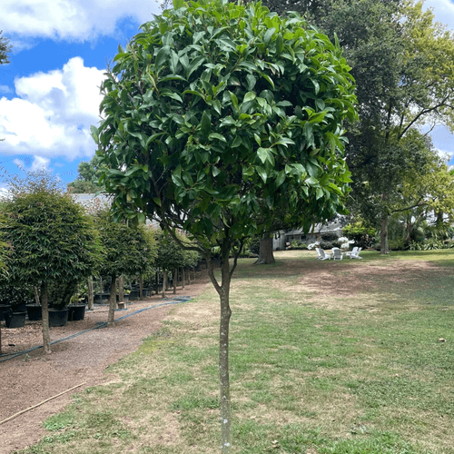 Michelia Figo – Standard