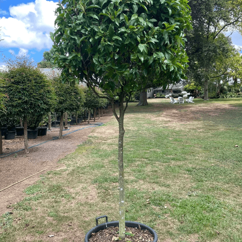 Michelia Figo – Standard