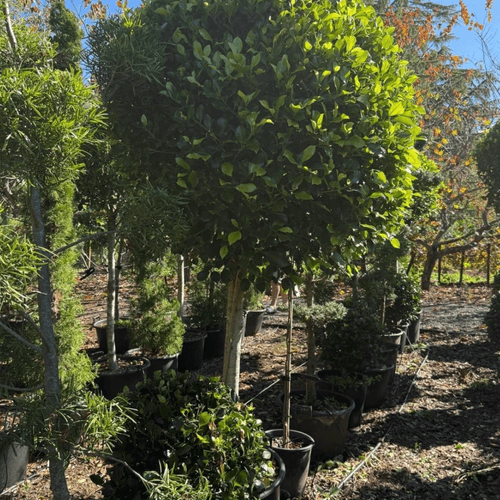 Ficus Tuffi – Standard