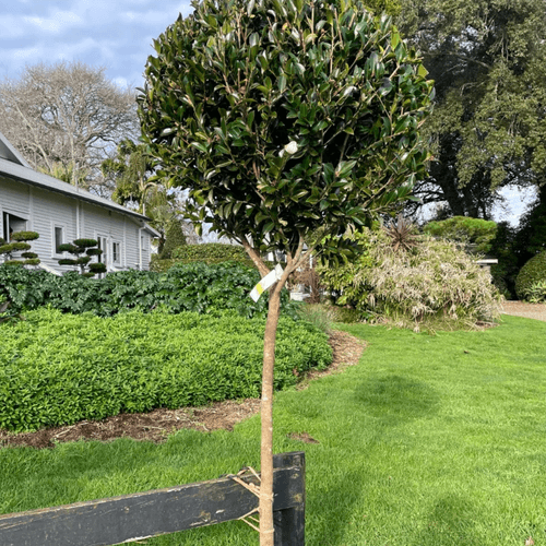 Camellia Setsugekka – Standard