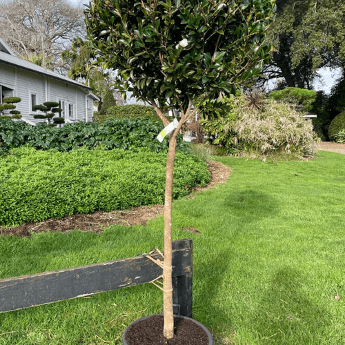 Camellia Setsugekka – Standard