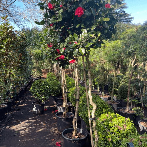 Camellia Curly Lady – Standard