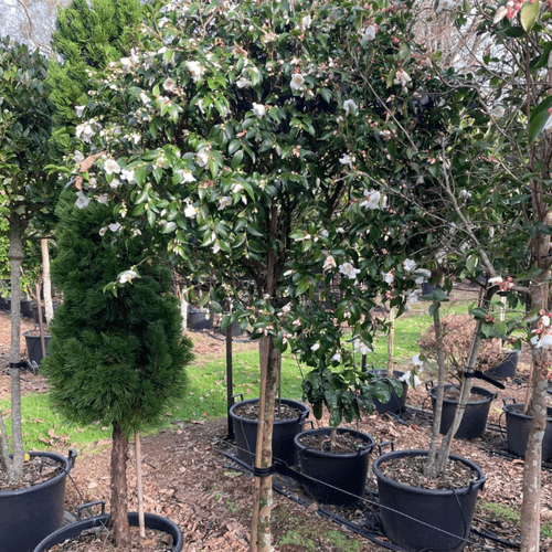 Camellia Transnokoensis – Standard