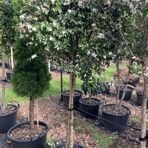 Camellia Transnokoensis – Standard