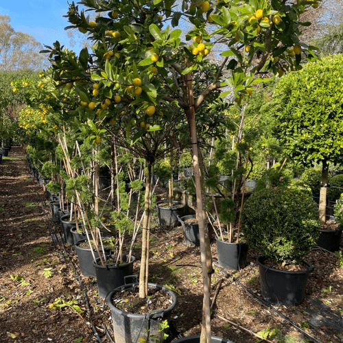 Citrus Lime Cocktail – Standard