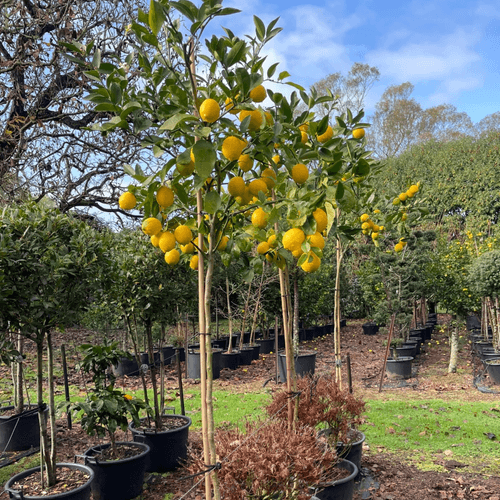 Citrus Meyer Lemon – Standard