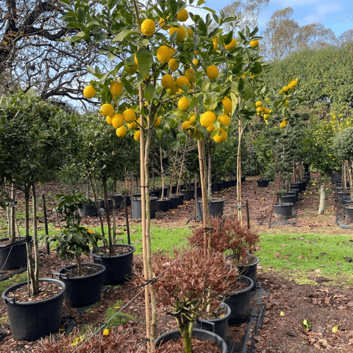 Citrus Meyer Lemon – Standard