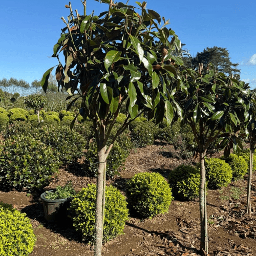 Magnolia Kay Parris – Standard