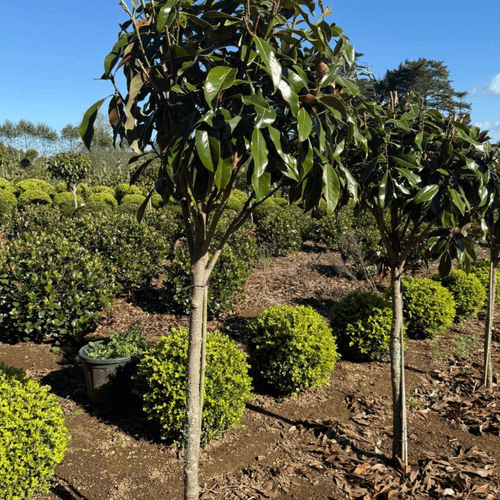 Magnolia Kay Parris – Standard