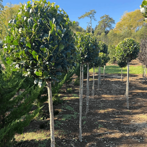 Ilex Largo – Standard