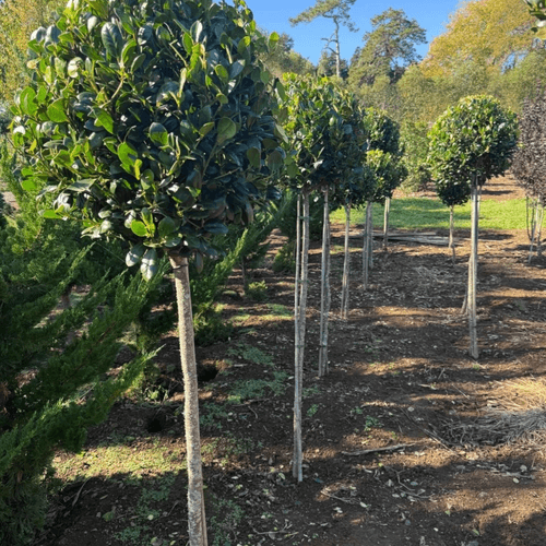 Ilex Largo – Standard