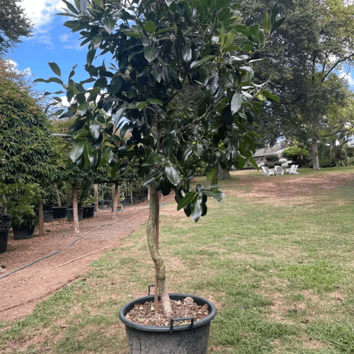 Ilex Dark Shadow – Standard