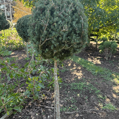 Podocarpus Matapouri Blue – Standard