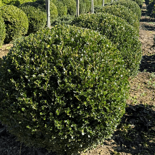 Buxus Green Gem – Globe