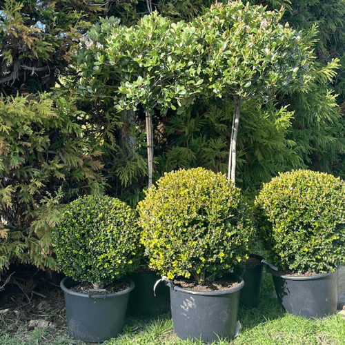 Buxus Green Gem – Globe