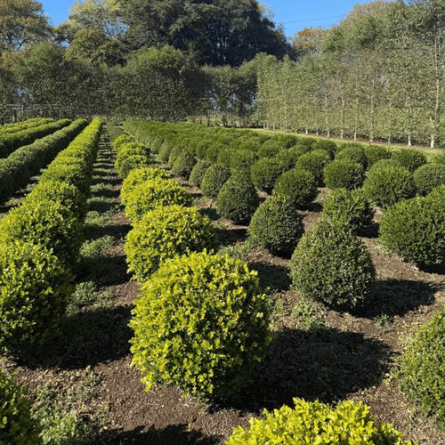Buxus Microphylla – Globe