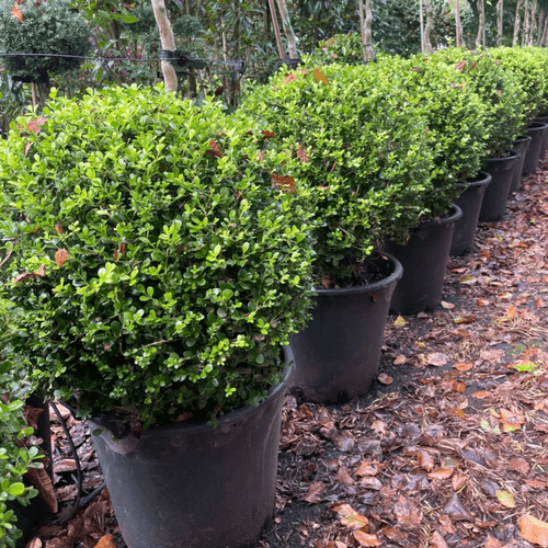 Buxus Microphylla – Globe