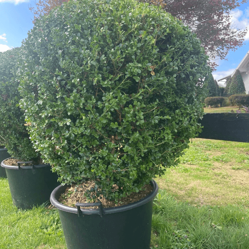 Buxus Microphylla XL – Globe