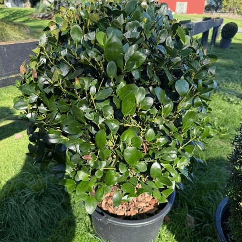 Ilex Largo – Globe