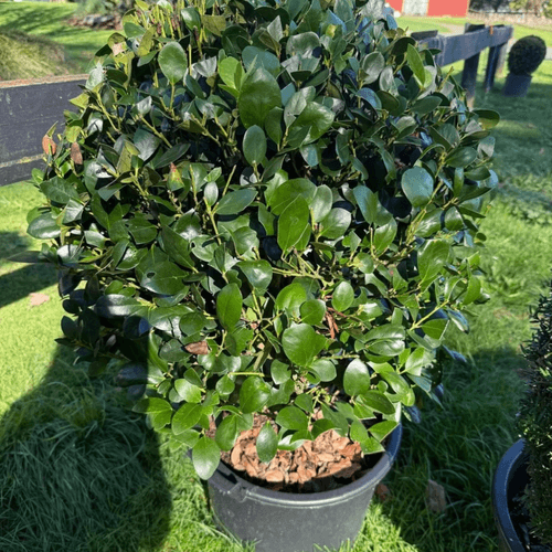 Ilex Largo – Globe