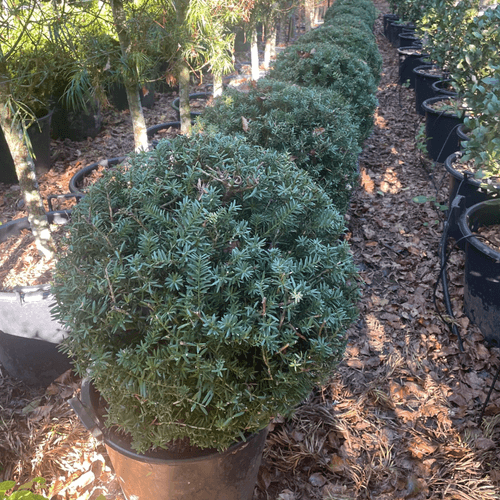 Podocarpus Matapouri Blue – Globe
