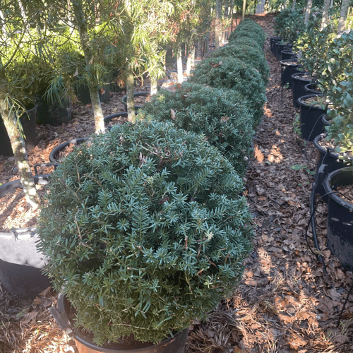 Podocarpus Matapouri Blue – Globe