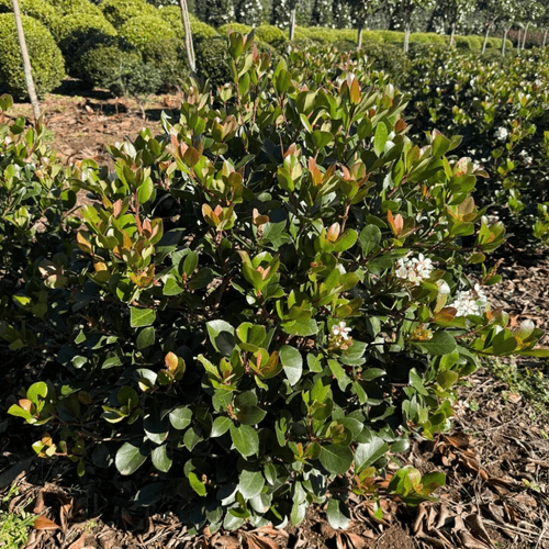 Raphiolepis Cosmic White – Globe