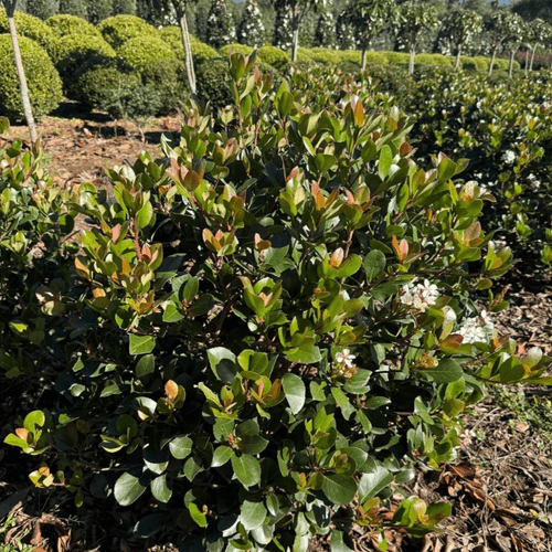 Raphiolepis Cosmic White – Globe