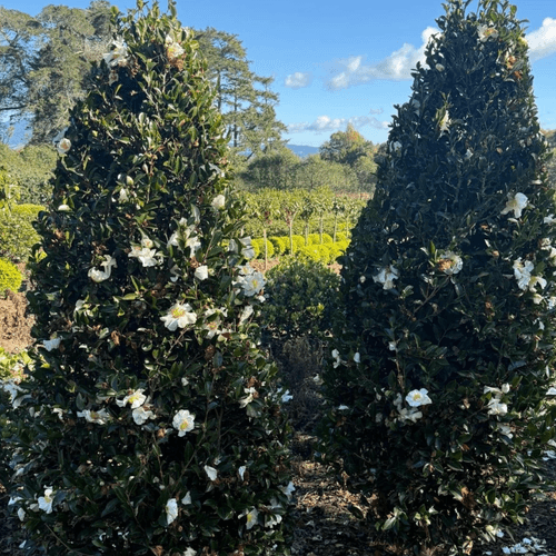 Camellia Setsugekka – Cone