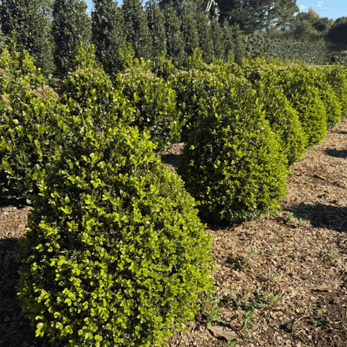 Buxus Green Gem – Cone