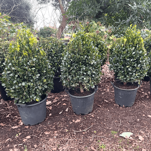 Ilex Largo – Cone