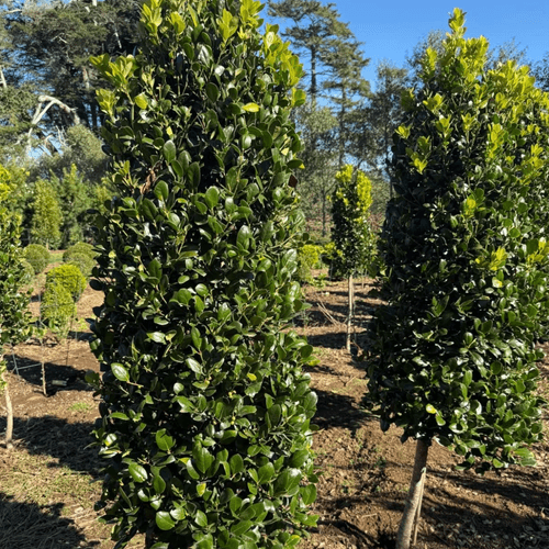 Ilex Largo, Short Stem – Cone