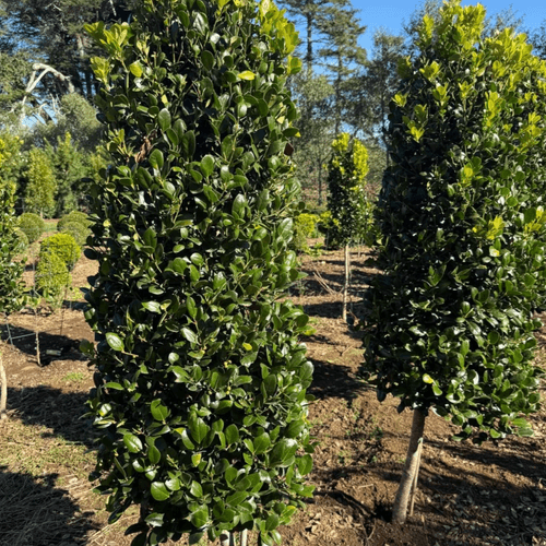 Ilex Largo, Short Stem – Cone