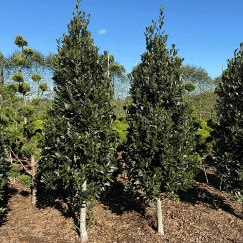 Laurus Nobilis – Cone