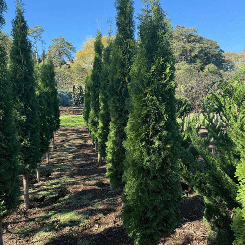 Thuya Smaragd – Column