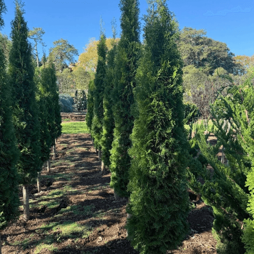 Thuya Smaragd – Column