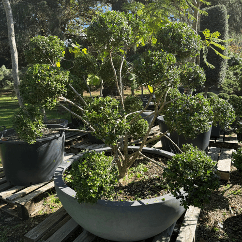 Buxus Microphylla – Cloud