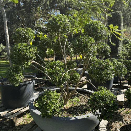 Buxus Microphylla – Cloud