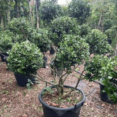 Buxus Microphylla – Clouds