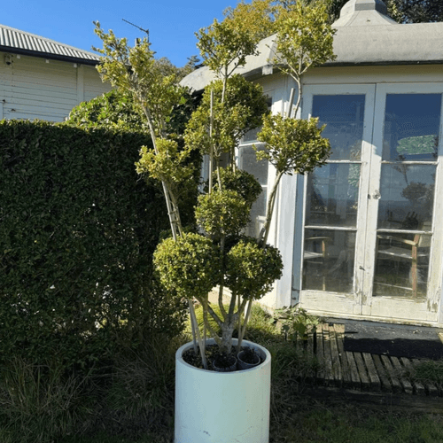 Buxus Microphylla – Multi-Stem