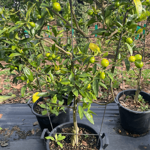 Citrus Lime Cocktail – Espaliered